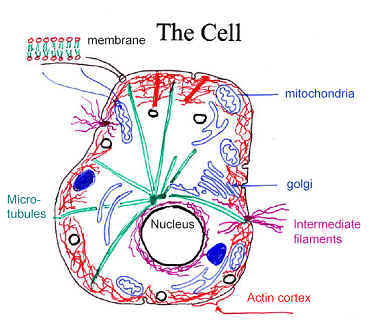 Cytoskeleton Cytoskeleton
